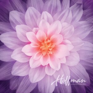 Orchid Dream Big Panel